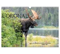L'ORIGNAL, LE PLUS GRAND CERVIDÉ DU MONDE (Calendrier mural 2027 DIN A3 vertical), CALVENDO calendrier mensuel: 13 Photographies du plus grand cervidé des forêts d'Amérique du Nord