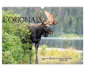 L'ORIGNAL, LE PLUS GRAND CERVIDÉ DU MONDE (Calendrier mural 2027 DIN A3 vertical), CALVENDO calendrier mensuel: 13 Photographies du plus grand cervidé des forêts d'Amérique du Nord