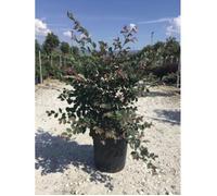 Loropetalum chin. 'Fire Dance' - Loropetalum De Chine 'Fire Dance' 40- 50 cm en pot