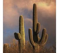 Los Pistoleros - Trigger Happy [Import]