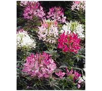 Lot 100 graines de Cléome épineux Colour Fountain mélange - plante annuelle