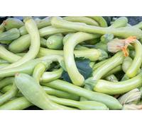 Lot 25 Graines de Courgette-Courge Musquee Longue De Nice - Variété tardive, coureuse - Fruits de 0,60 à 1 m de long - chair ferme, orange clair, sucrée, goût musquée,