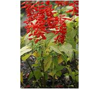 Lot 50 graines de Sauge éclatante Feu de St. Jean - plante annuelle