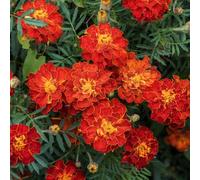 Lot 50 graines de Tagète Oeillet d´Inde naine double Bolero - plante annuelle - 238