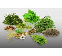 Lot 950 Graines Aromatiques À Semer - Le Grenier D'abondance - Spécial Poisson - 6 Sachets Individuels