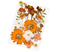 Lot de 1 fleur pressée naturelle - Couleur vive - Plante séchée - Pour bijoux en résine, fabrication de savon, marque-pages - Fleurs pressées