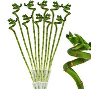 Lot de 10 bambous porte-bonheur 'Lucky Bamboo' - en forme de spirale - dans un tube - Dracaena Sanderiana - env.40 cm de haut
