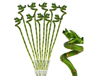 Lot de 10 bambous porte-bonheur 'Lucky Bamboo' - en forme de spirale - dans un tube - Dracaena Sanderiana - env.40 cm de haut