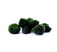 Lot de 10 boules de mousse pour aquarium - Filtre à eau naturel - Marimo Mossball Aegagrophila linnaei