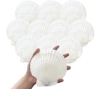 Lot de 10 coquillages blancs pour travaux manuels, pâtisserie, cuisine, service des aliments, grands coquillages naturels de 10,2 à 12,7 cm pour loisirs créatifs, décoration de plage, décoration