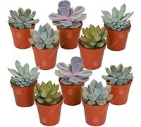 LOT DE 10 ECHEVERIA MIXTES PLANTES D'INTÉRIEUR DÉCORATIVES POUR LA MAISON EN POT CULTURE FACILE