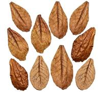 Lot de 10 feuilles de badamier naturelles pour aquarium Catappa pour crevettes et poissons, optimiseur des valeurs d'eau, décoration et nourriture
