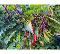 Lot de 10 graines de piment géant violet Cayenne