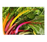 lot de 10 graines poirée blette, joutte multicolore potager legume