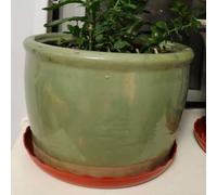 Lot de 10 plantes pratiques pour arroser les plateaux conçus pour garder vos espaces propres et organisés (rouge)