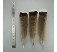 Lot de 10 plumes d'aigle naturelles pour loisirs créatifs, centres de table, décorations de coiffe indiennes (25-30 cm).