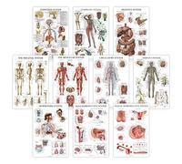 Lot de 10 posters anatomiques laminés - Musculaire, squelettique, digestif, respiratoire, circulatoire, endocrine, lymphatique, système reproducteur masculin et féminin, système nerveux, ensemble de
