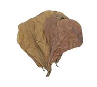 Lot de 10 tablettes de purification de qualité de l'eau pour aquarium, feuilles d'amandes, feuilles d'amandes, feuilles d'amandes, feuilles d'amande, pour catappa les feuilles de l'aquarium Catappa