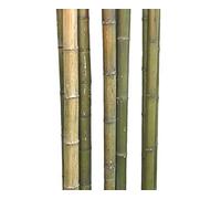 Lot de 10 tubes de bambou 180 cm vert naturel avec diamètre 3 à 4 cm, Moso non traité