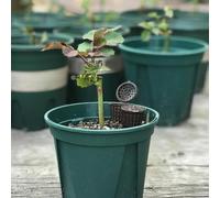 Lot de 100 boîtes d'engrais pour alimentation des plantes avec couvercles pour une distribution efficace des nutriments et une réduction des pertes dues aux intempéries et à la faune