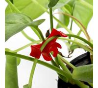 Lot de 100 clips d'entraînement pour la gestion de l'architecture des plantes et la promotion du développement uniforme de l'auvent dans les salles de culture et les jardins (rouge)