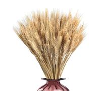 Lot de 100 Fleurs de blé séchées 55 cm - Fleurs de blé séchées - de blé séchée - Bouquet de blé Artificiel - Fleurs séchées pour cheminée, Maison, Cuisine, Table - Naturel