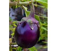 Lot de 100 Graines d'Aubergine Ronde de Valence - Variété resistance et productive - Chair Blanche et délicieuse - goût prononcé - Semences Reproductible