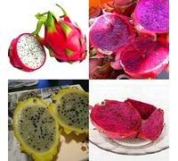 Lot de 100 graines de fruits du dragon Pitaya Mélange 4 sortes Jaune/rouge/blanc/violet