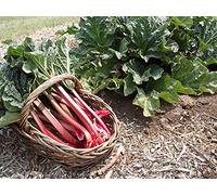 Lot de 100 Graines de Rhubarbe Victoria - Belles Tiges Volumineuses et Sucrées - A consommer cuits, en tartes, confiture, compote ou sirop - Fort Rendement - Garantie Germination - 100% Reproductibles