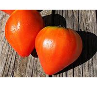 Lot de 100 Graines de Tomate Coeur de Boeuf - Variété Italienne les plus goûteuses et les plus savoureuses - Chair Ferme et Juteuse - Qualité Gustative - Parfaite pour Farcies, salades ou coulis