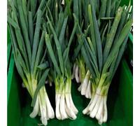 Lot de 100 Graines Semences de OIGNON POIREAU ISHIKURA - 3