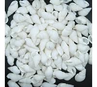 Lot de 100 jolis coquillages réels, petites conques Pour mariage, fête, décoration d’intérieur, cadeau