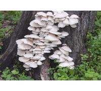 Lot de 100 pleurotes Phoenix pour cultiver des champignons médicinaux gourmands à la maison ou commercialement sur des bûches ou des souches