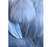 Lot de 100 plumes bleu layette