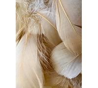 Lot de 100 plumes marron clair