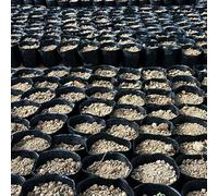 Lot de 100 pots de fleurs en plastique robuste avec trous de drainage et base ventilée (6,5 x 6,5 cm)