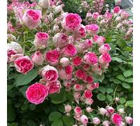 Lot de 1000 graines de rose grimpante de vigne, graines de rose grimpante pour la plantation en plein air clôtures de jardin, pergolas et treillis, vigne longue floraison (E)