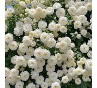 Lot de 1000 graines de rose grimpante de vigne, graines de rose grimpante pour la plantation en plein air clôtures de jardin, pergolas et treillis, vigne longue floraison (K)