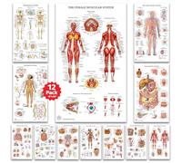 Lot de 12 affiches d'anatomie humaine - Affiches médicales, circulatoires, squelettiques, mâles féminins, musculaires, lymphatiques, reproductifs, nerveux, digestifs, endocriniens, systèmes