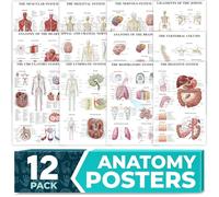 Lot de 12 affiches d'anatomie laminées pour mur - Tableaux éducatifs des systèmes du corps humain pour étudiants, salles de t décoration de bureau médical - Comprend les muscles, le