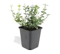 Lot de 12 Euonymus Emerald Gaiety, Plante Couvre-Sol, H10-25cm, Pot 9cm