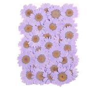Lot de 12 fleurs séchées naturelles, chrysanthèmes, véritables fleurs naturelles, marguerites pressées, pour le bricolage, le scrapbooking, les spécimens botaniques, les cadres photo, les cartes, 25 à