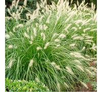Lot de 12 Godets 9cm Herbe aux Écouvillons 'Hameln' (Pennisetum alopecuroides) - Ajoutez une Touche de Charme à Votre Jardin