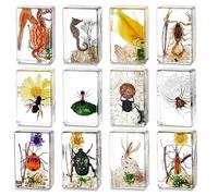 Lot de 12 insectes en résine pour éducation biologique (préscolaire), avec loupe - Coléoptères royaux pour enseignants et amateurs