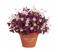 Lot de 12 Oxalis Triangularis Pourpres, Trèfles de Bonne Fortune, Intérieur et Extérieur