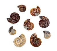 Lot de 12 pièces de coquillage d'ammonite naturelle de Madagascar - Spécimen de coquille spirale de calcite préhistorique, fossile décoratif unique, One Size, Pas de gemme