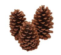 Lot de 12 pommes de pin naturelles, pommes de pin de Noël, pommes de pin de Noël, pommes de pin séchées, décoration pour sapin de Noël, pin américain S, 9-12 cm