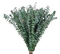 Lot de 12 tiges d'eucalyptus séchées, naturelles et fraîches à suspendre, véritables plantes, remplissage de vase, décoration de mariage, décoration de salle de bain, décoration d'intérieur