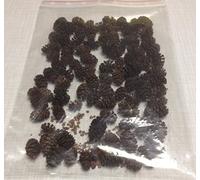 Lot de 120 cônes d'aulne (~ 50 g) aulne noir, alnus glutinosa, cônes d'aulne noir