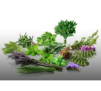 Lot de 1400 graines à semer - Le Grenier d'Abondance - Aromatiques Vivaces - 14 sachets individuels